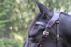 WAHLSTEN PREMIUM ANATOMIC XWIDE RIDING BRIDLE NECKPIECE, BROWN, BRASS